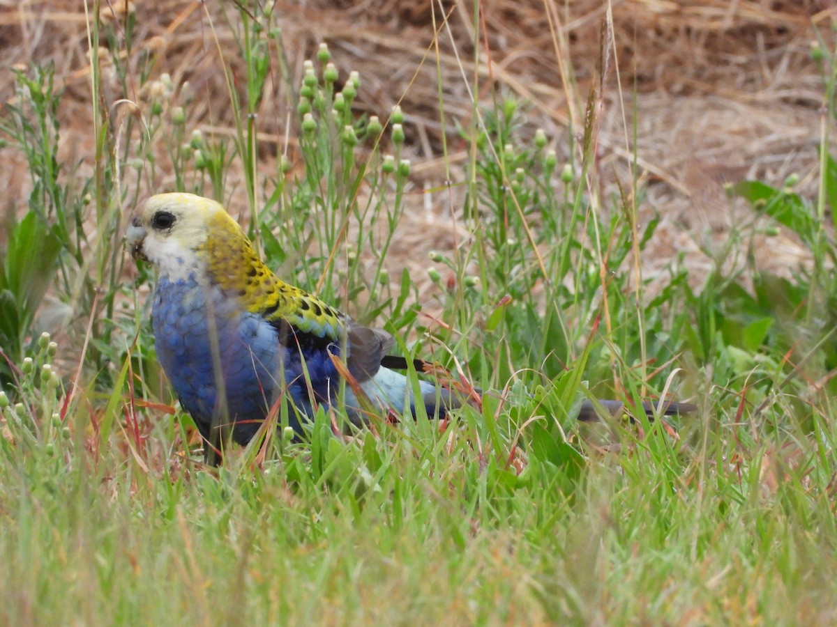 Pale-headed Rosella - ML642643669