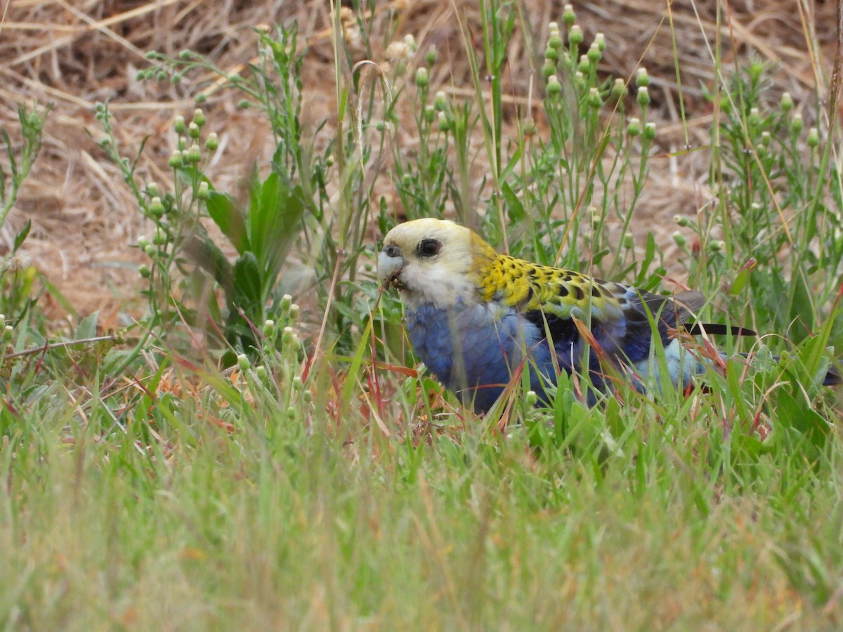 Pale-headed Rosella - ML642643670