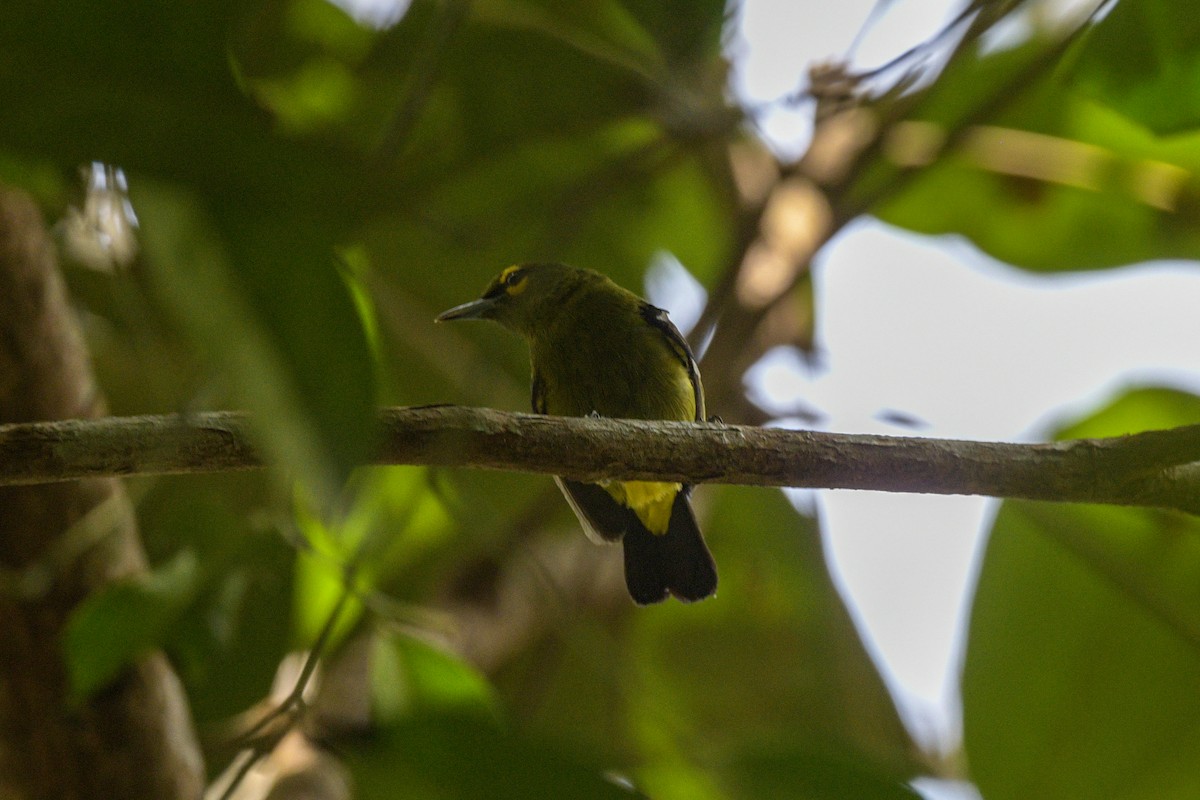 Green Iora - ML642643671
