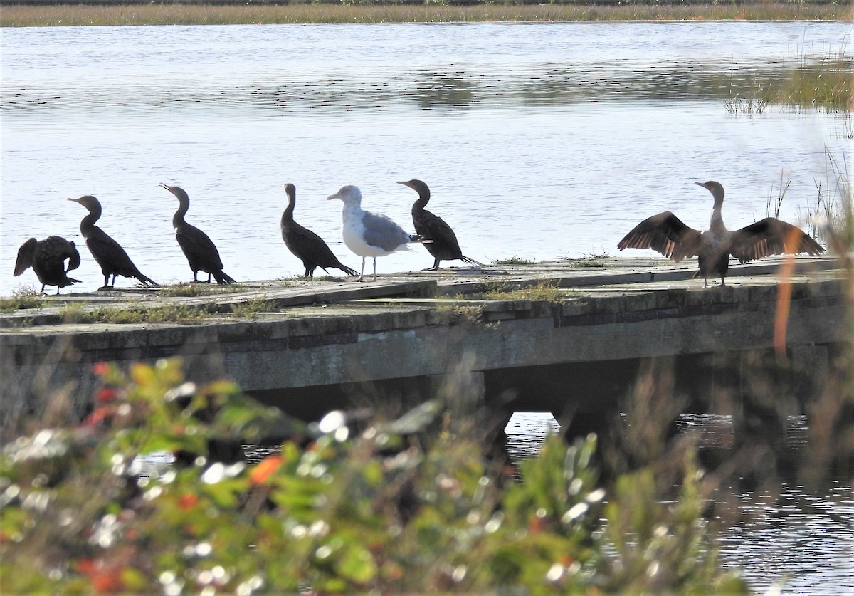 Double-crested Cormorant - ML642643697