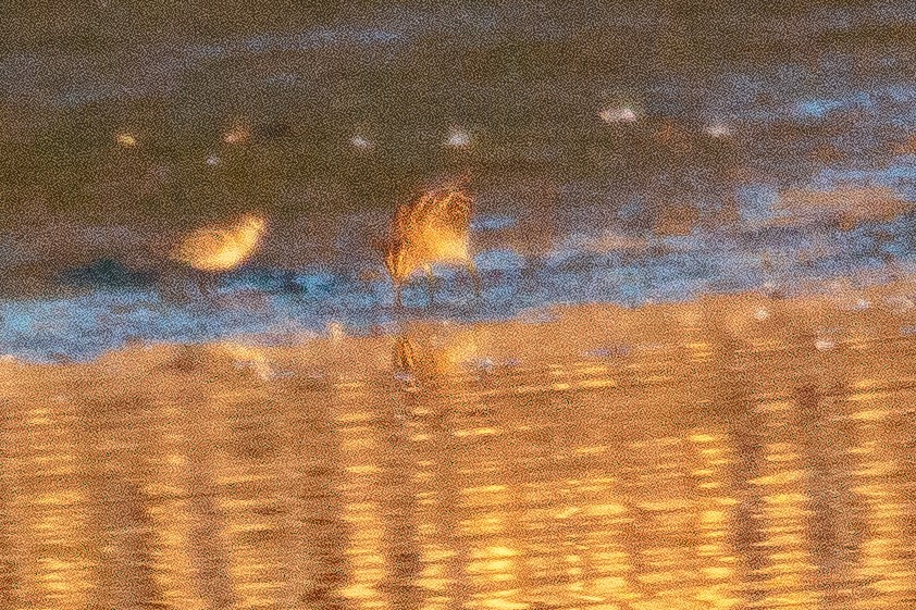 Little Stint - ML642643698