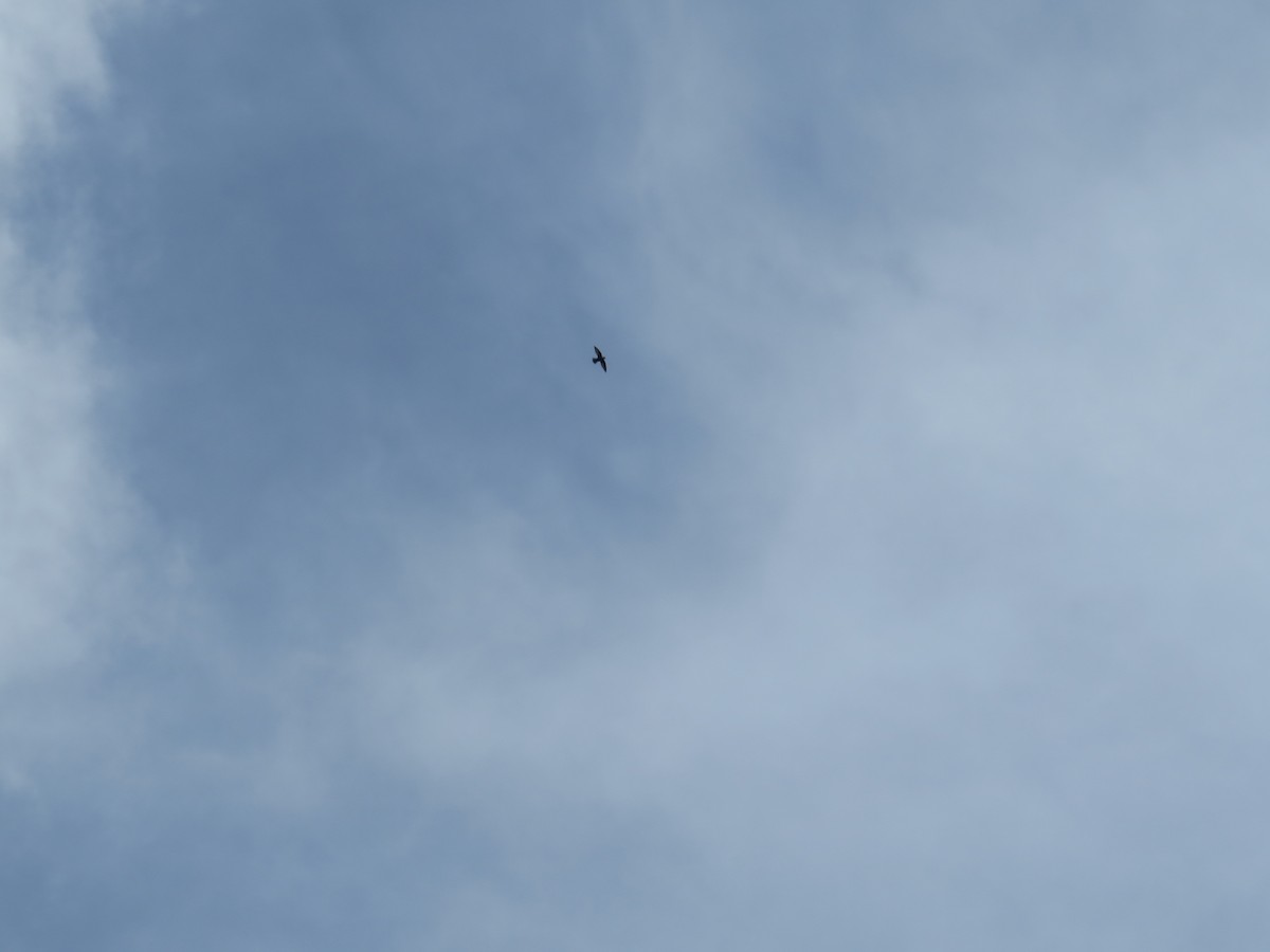 Gray-rumped Swift - ML642643699