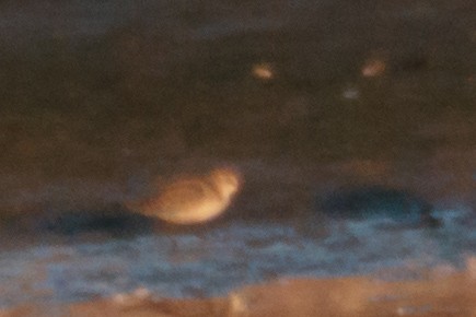 Little Stint - ML642643700