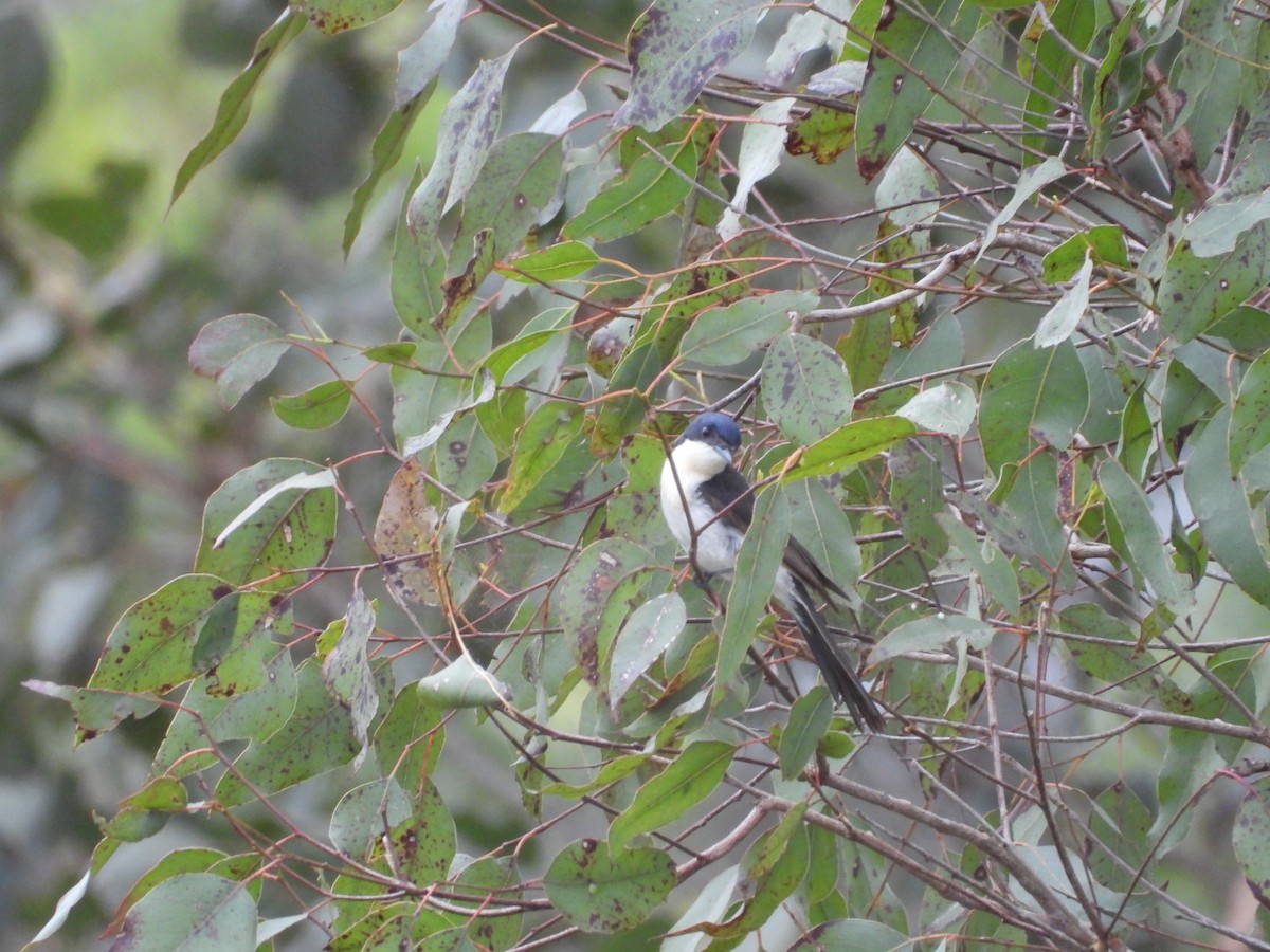Restless Flycatcher - ML642643712