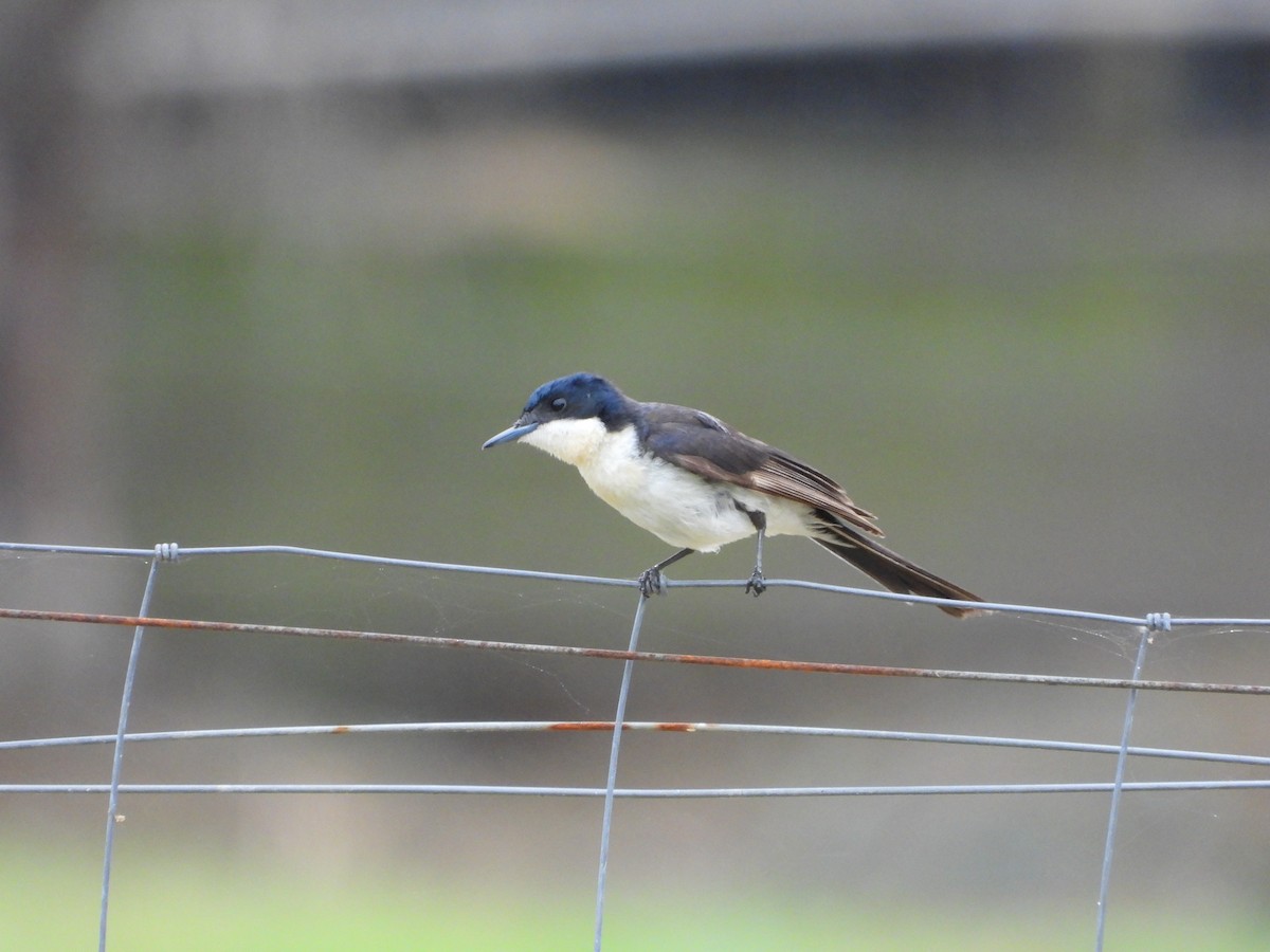 Restless Flycatcher - ML642643713