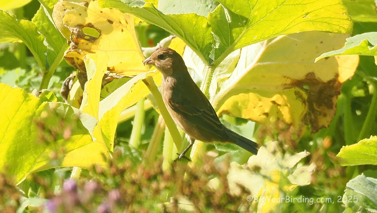 Indigo Bunting - ML642643715