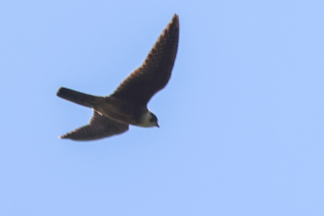Australian Hobby - ML642643717