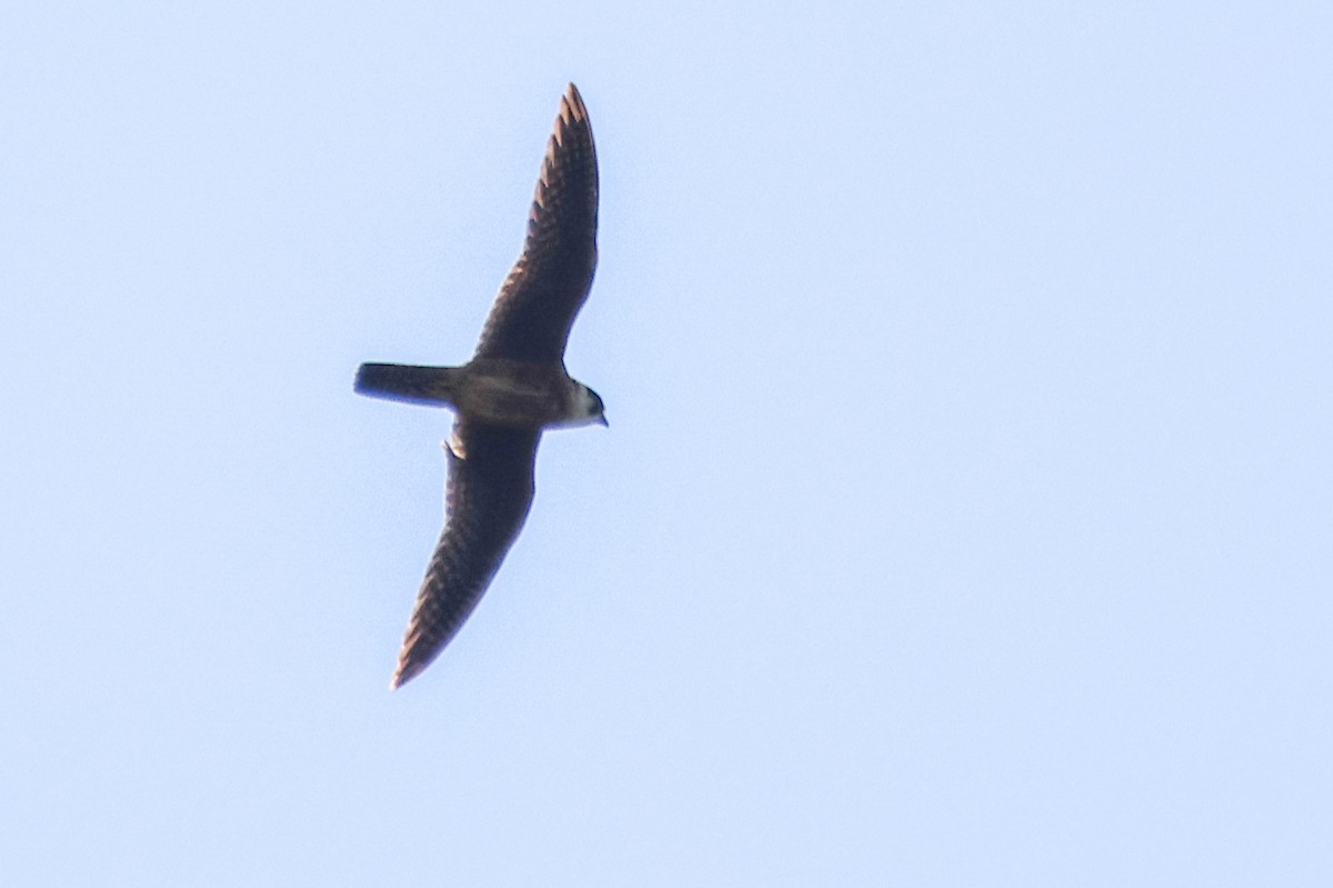 Australian Hobby - ML642643718