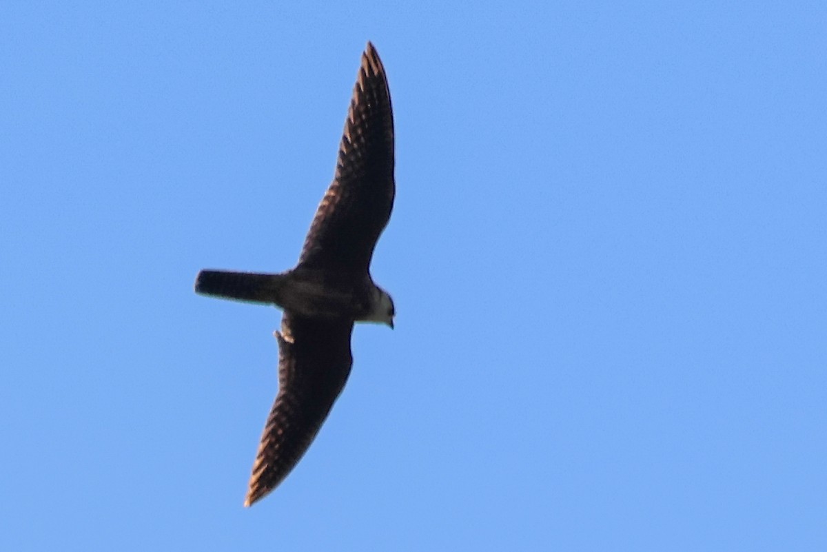 Australian Hobby - ML642643719