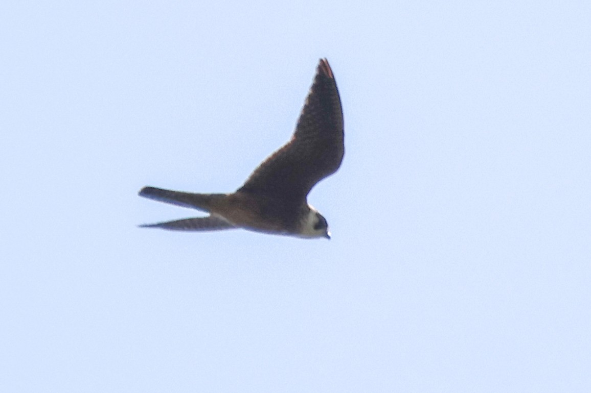 Australian Hobby - ML642643720