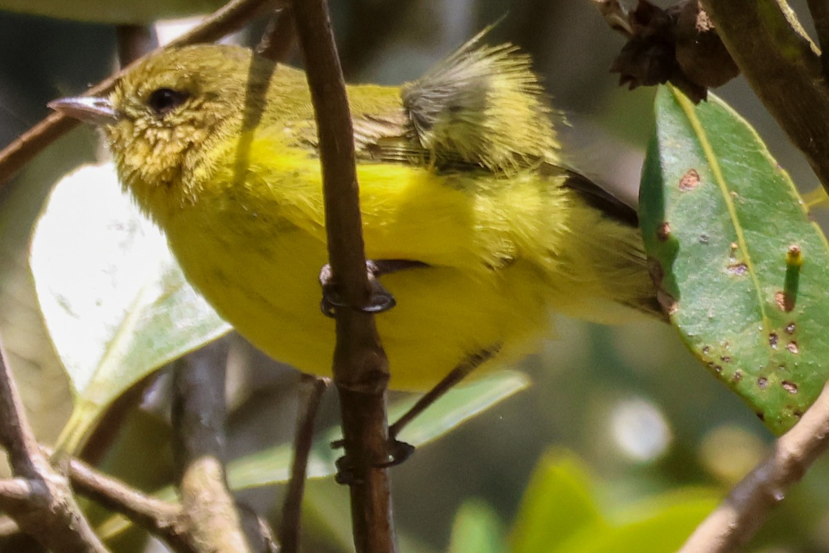 Yellow Thornbill - ML642643729