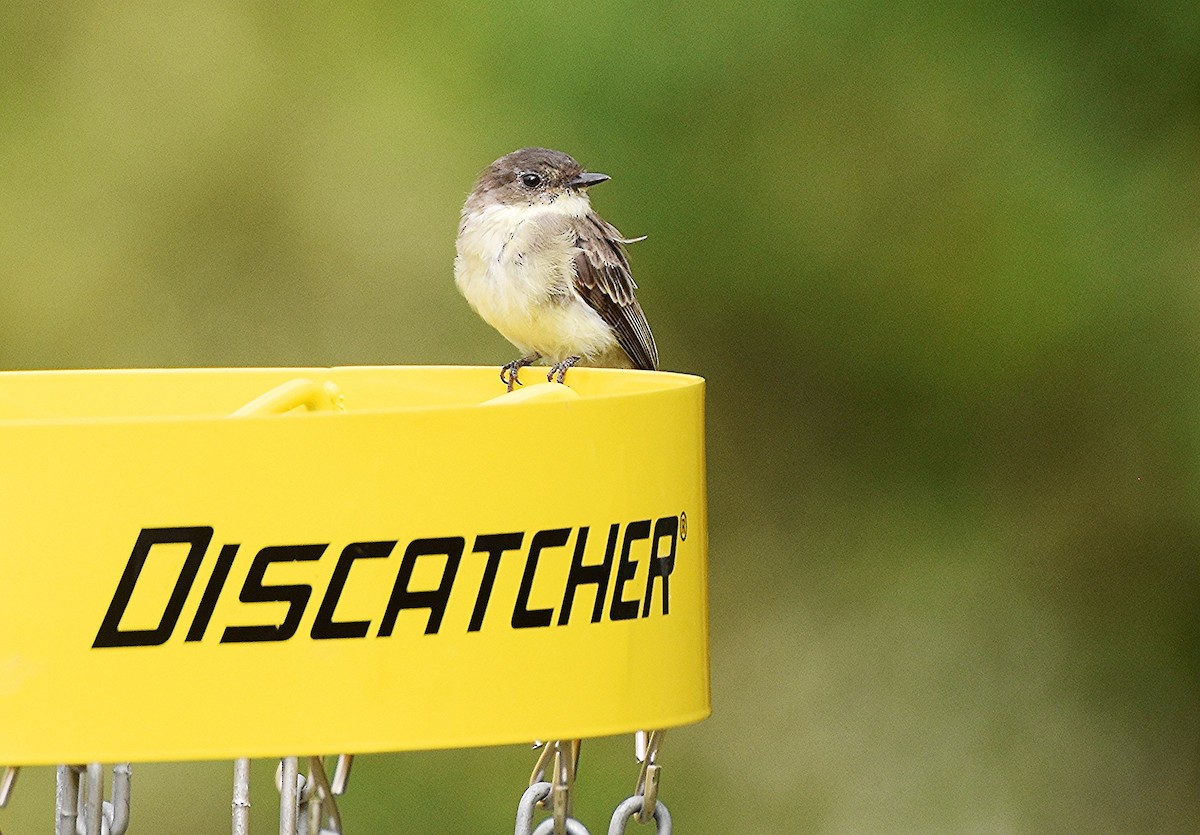 Eastern Phoebe - ML642643730