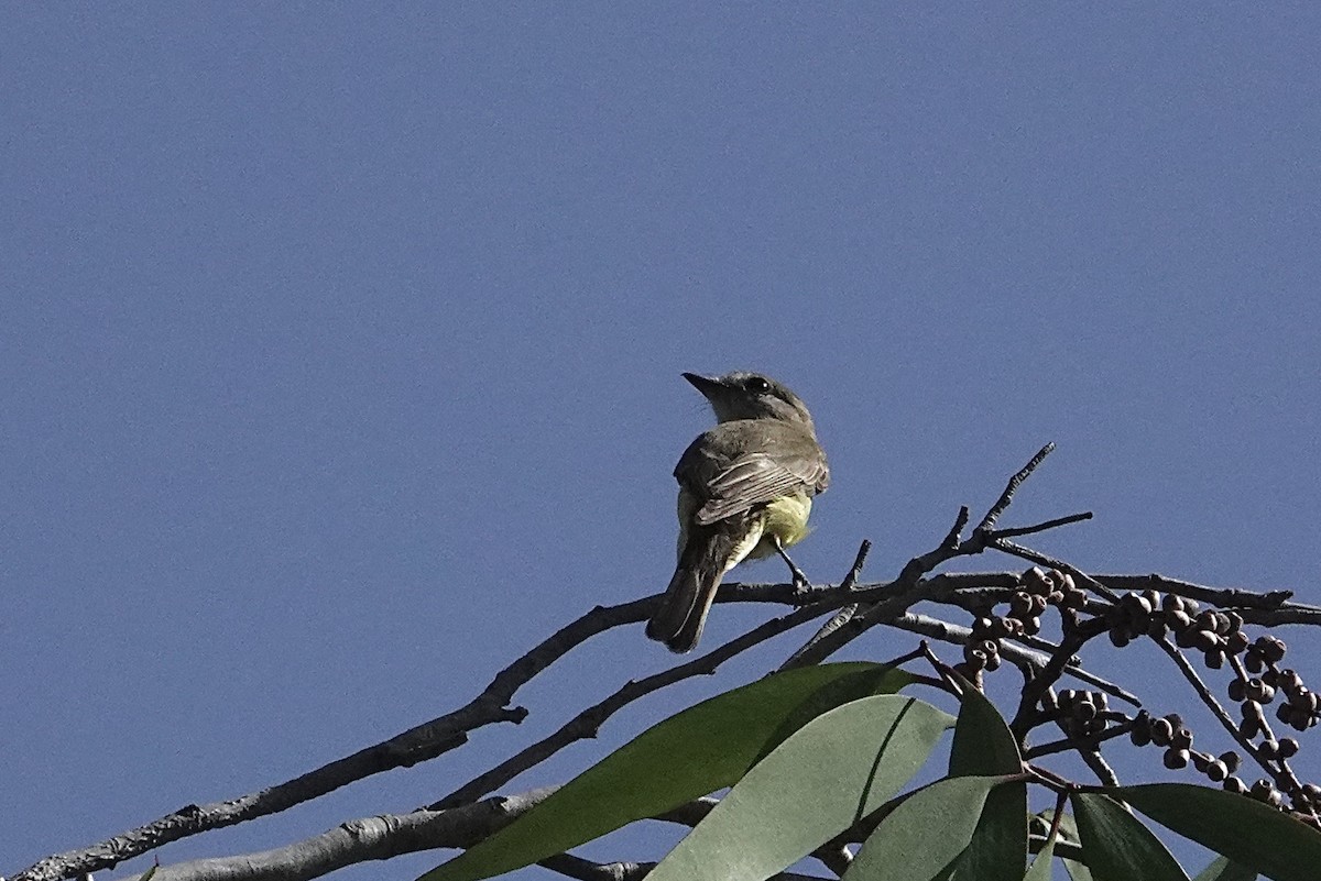 Lemon-bellied Flyrobin - ML642643732