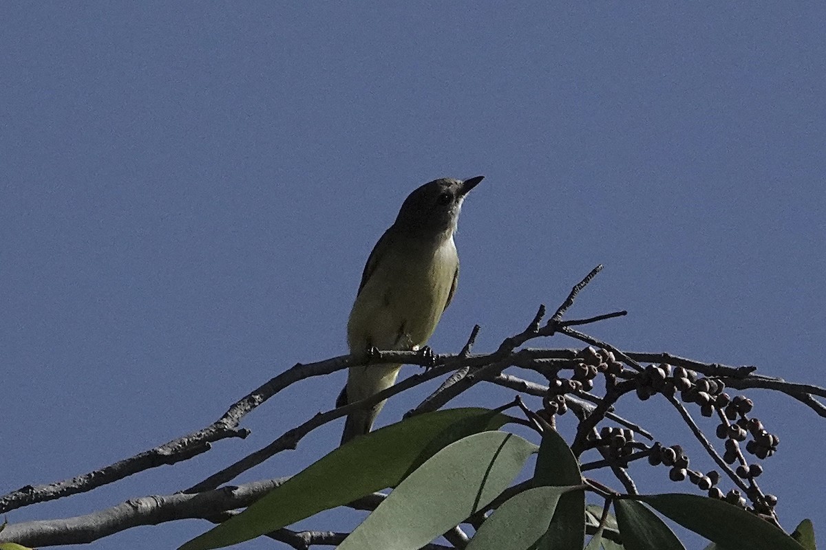 Lemon-bellied Flyrobin - ML642643733