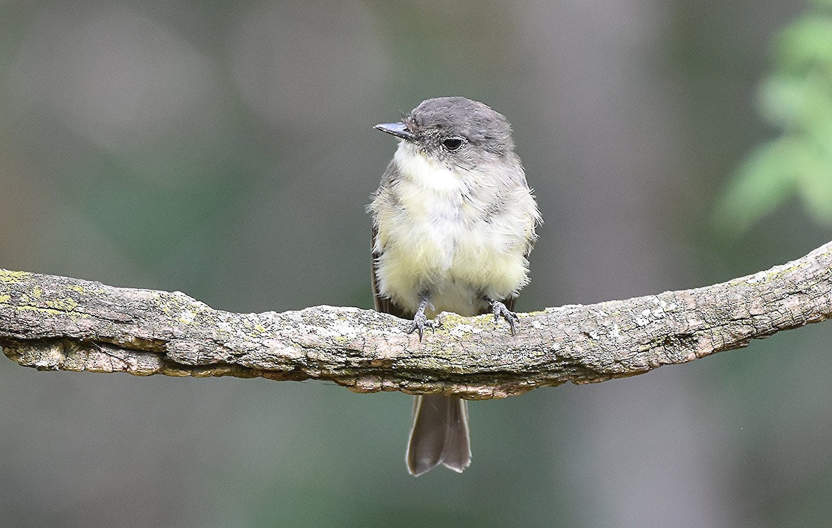 Eastern Phoebe - ML642643735