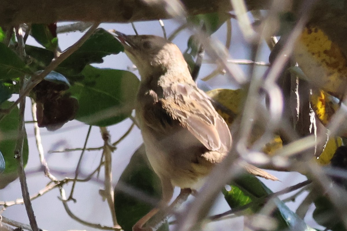 Tawny Grassbird - ML642643737
