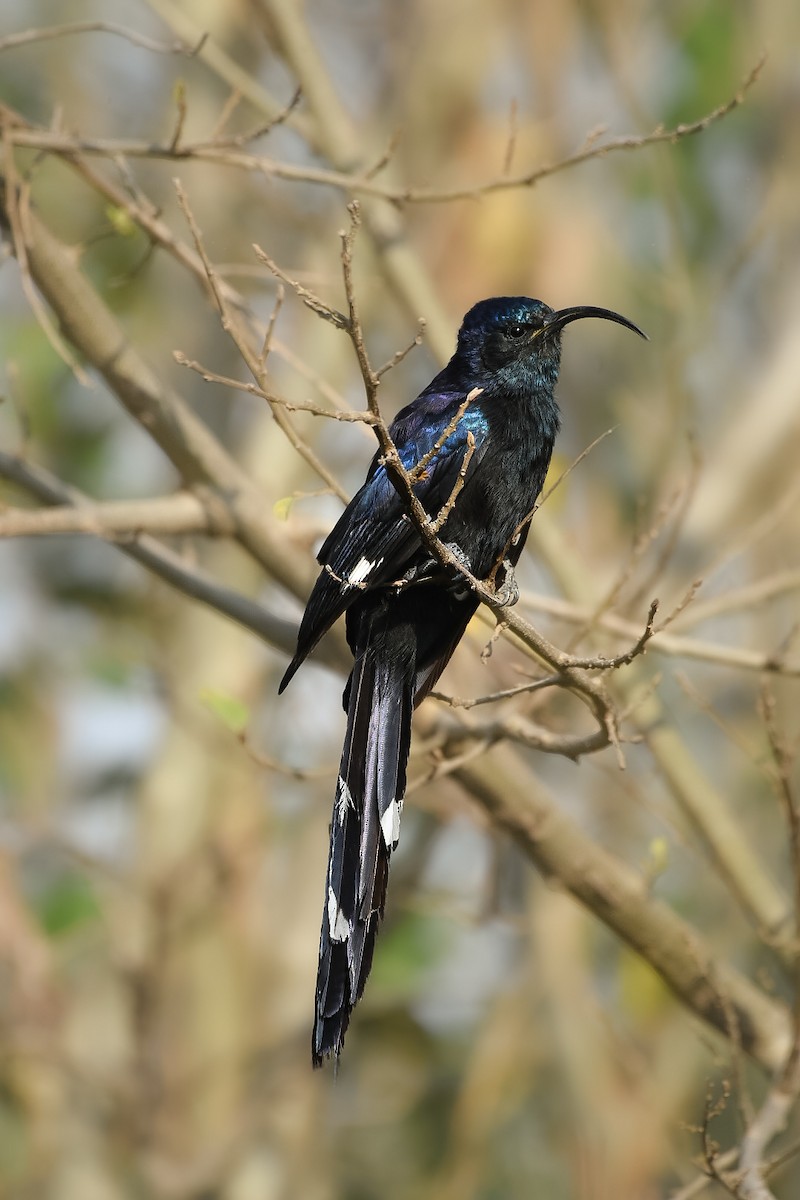 Common Scimitarbill - ML642643738