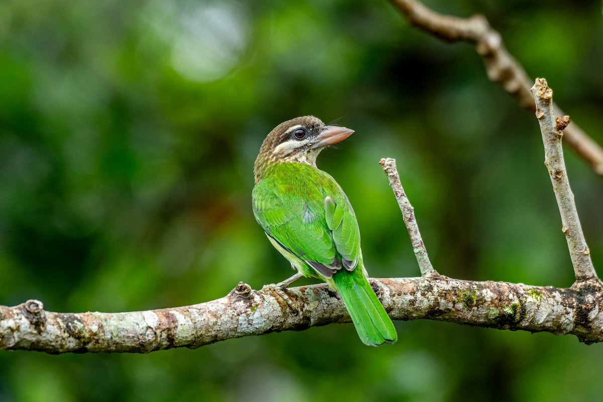 White-cheeked Barbet - ML642643751
