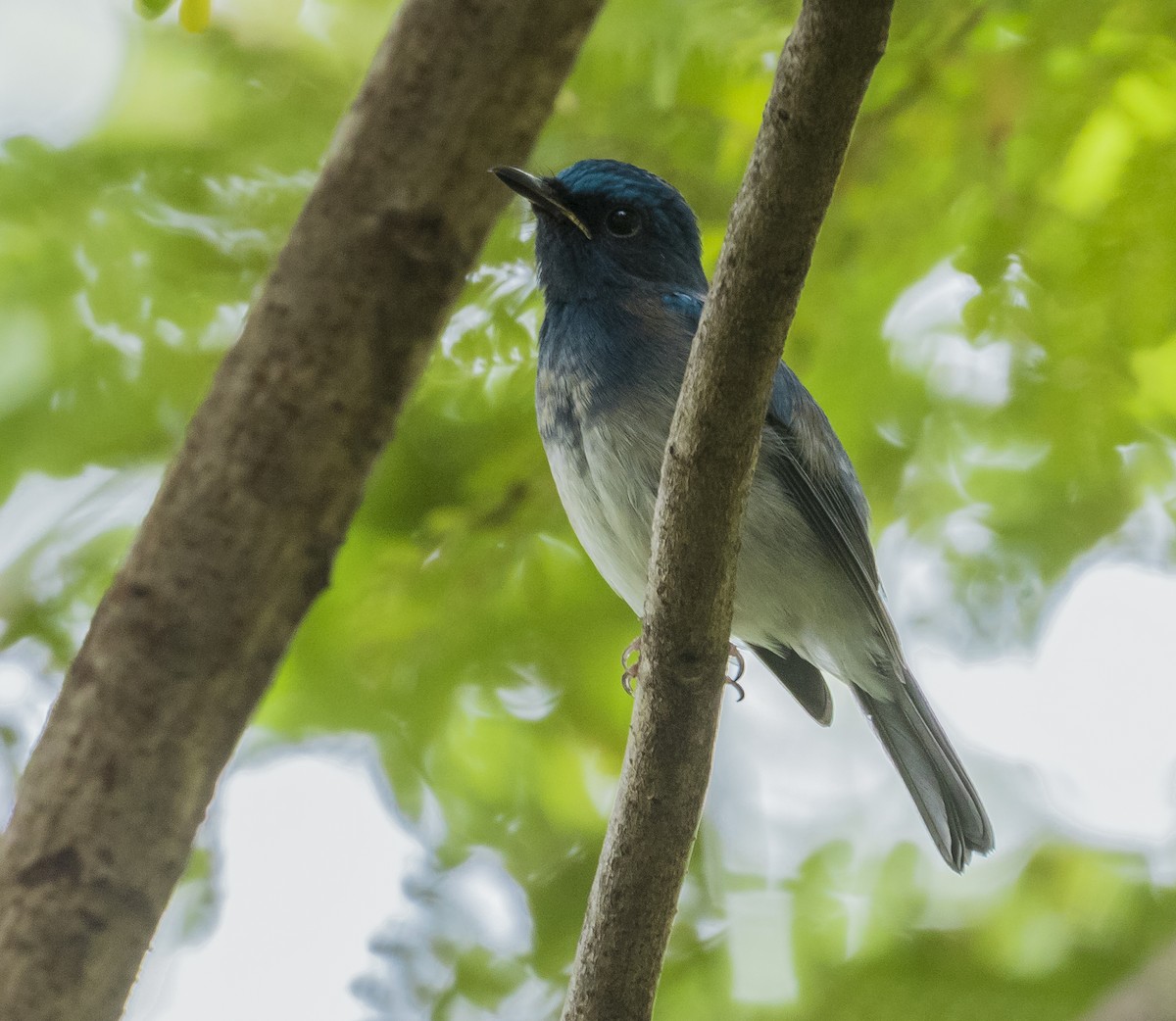 Hainan Blue Flycatcher - ML642643752