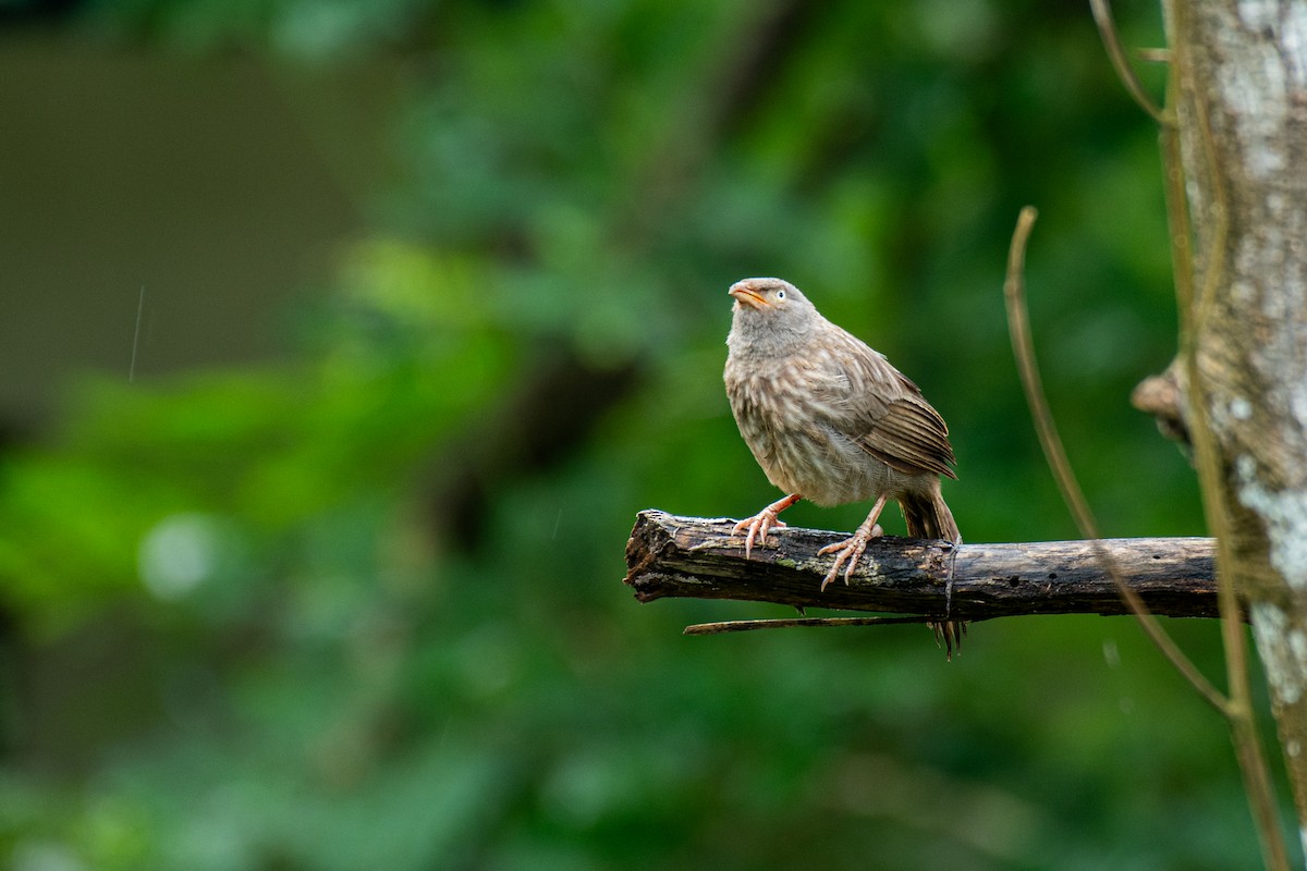 Jungle Babbler - ML642643756
