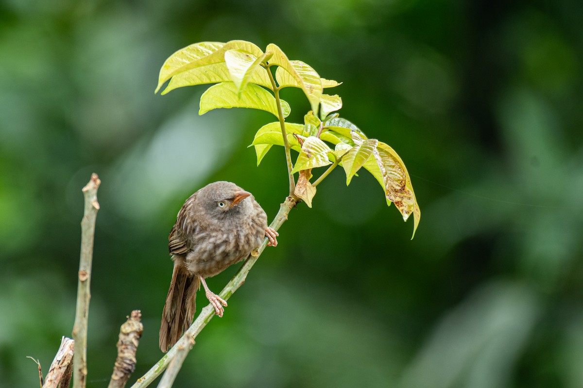 Jungle Babbler - ML642643757