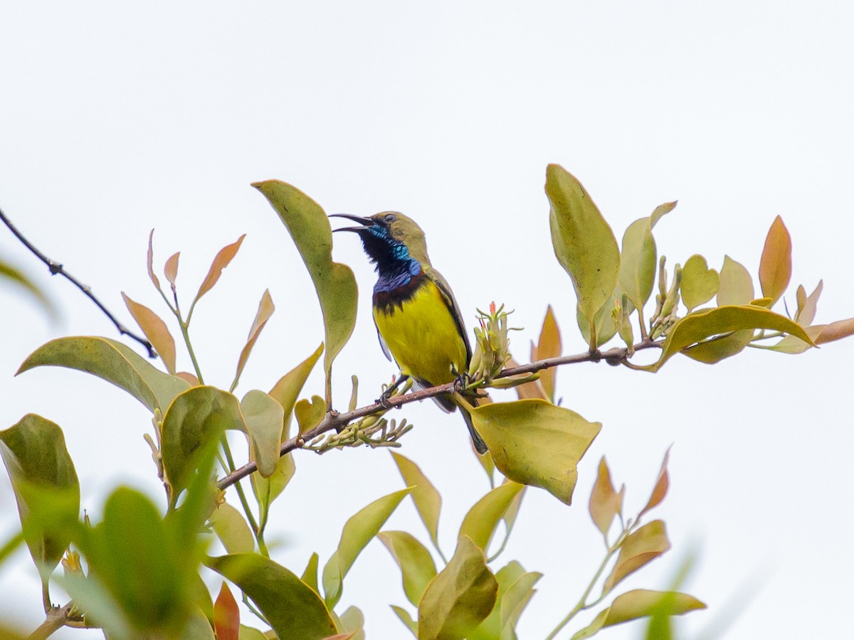 Ornate Sunbird - ML642643759