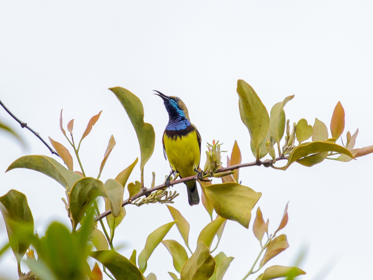 Ornate Sunbird - ML642643760