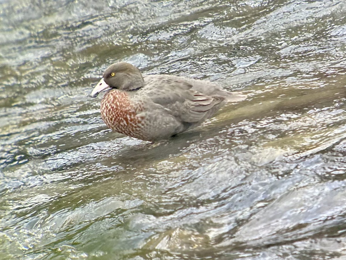 Blue Duck - ML642643777