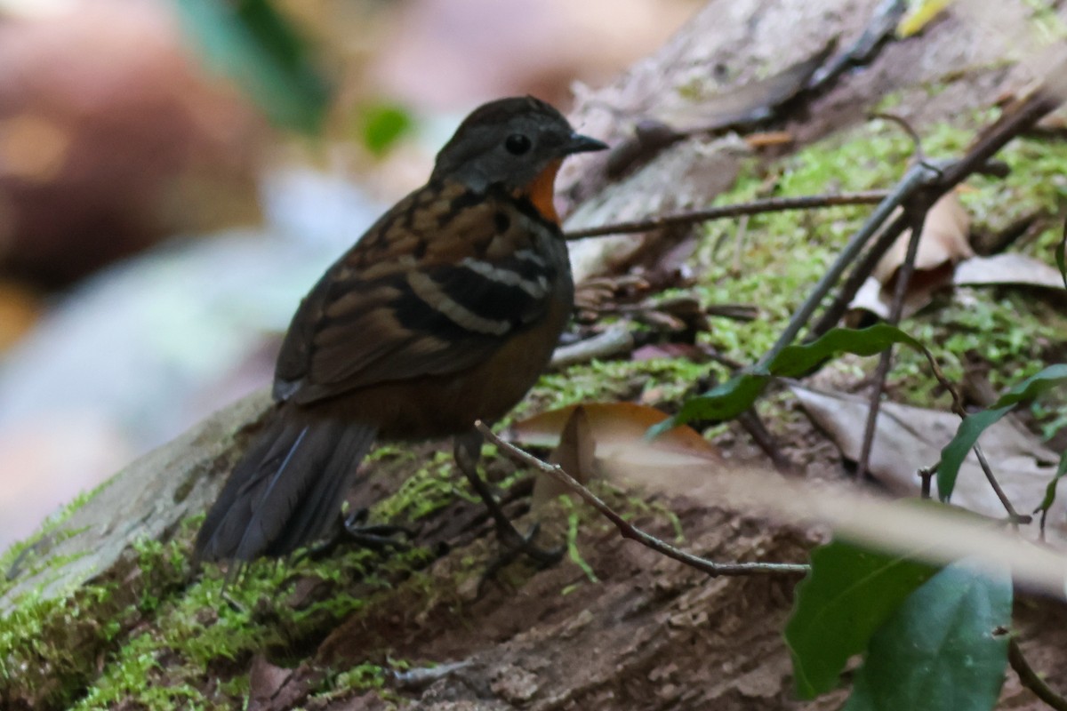 Australian Logrunner - ML642643782