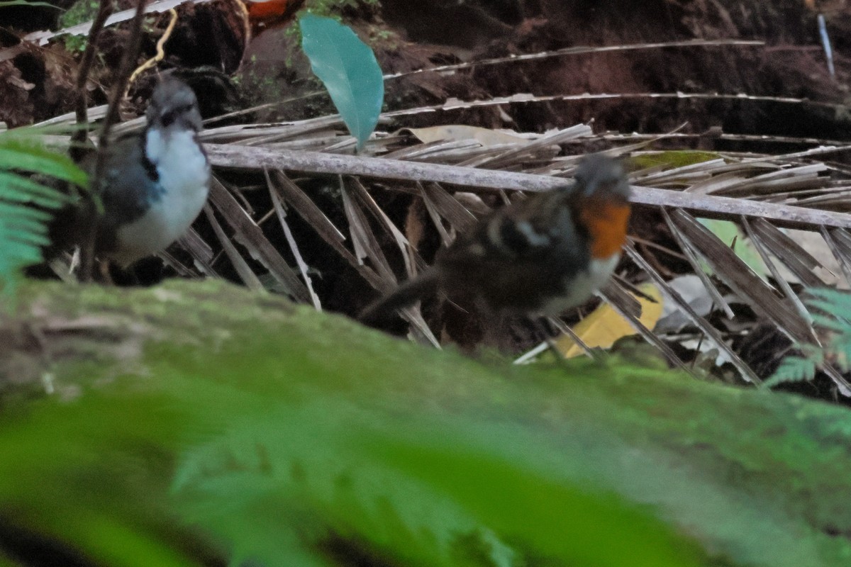 Australian Logrunner - ML642643783