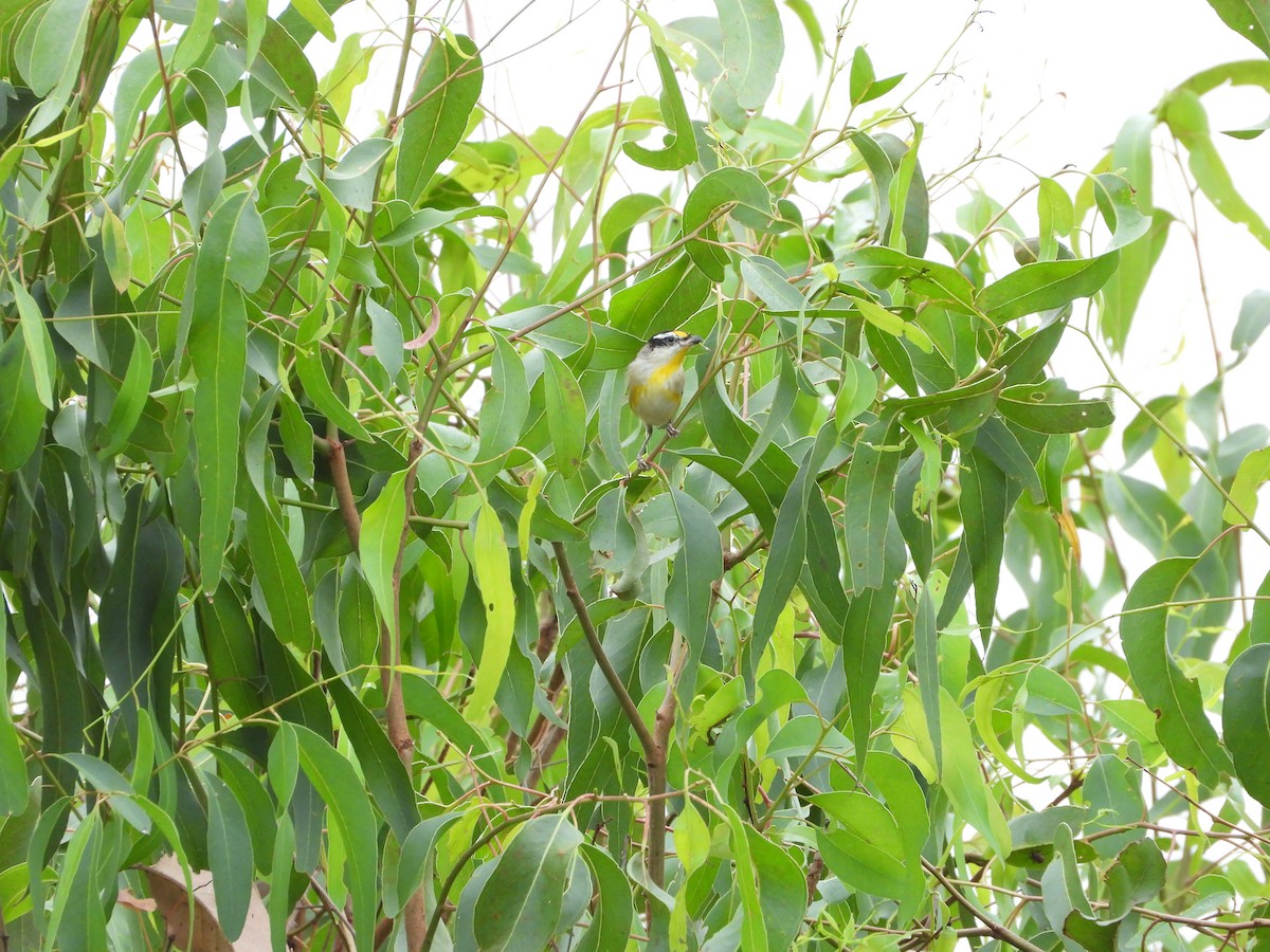 Striated Pardalote - ML642643784