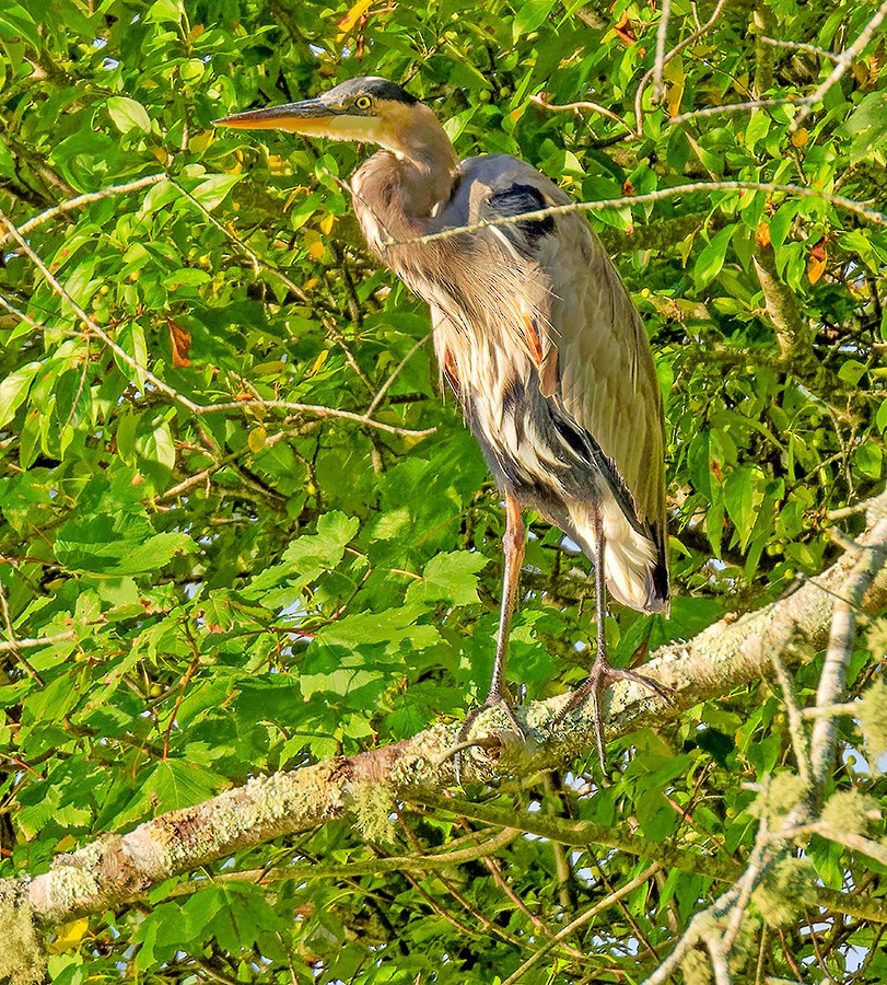 Great Blue Heron - ML642643785