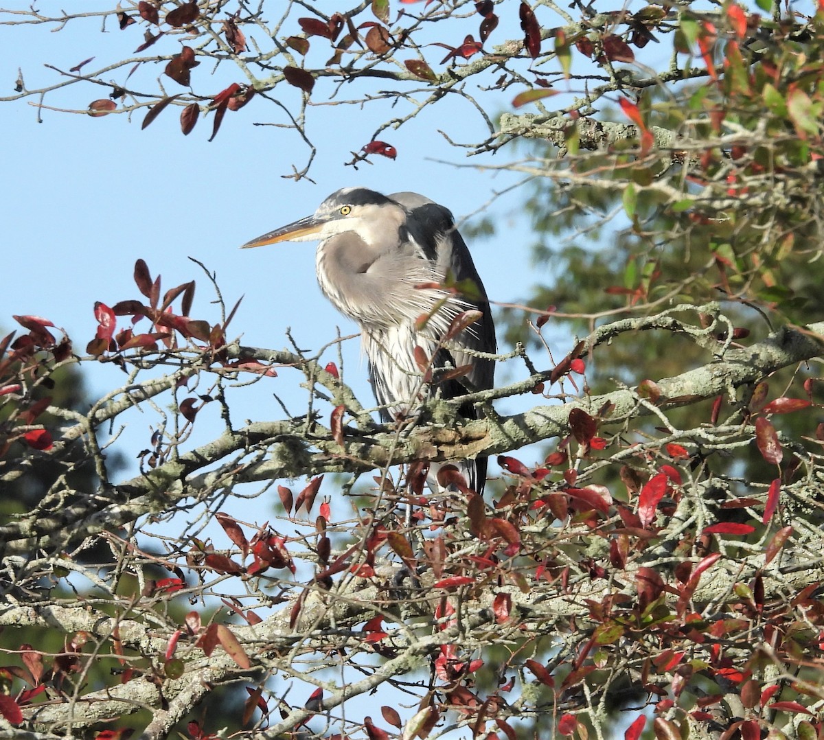 Great Blue Heron - ML642643786