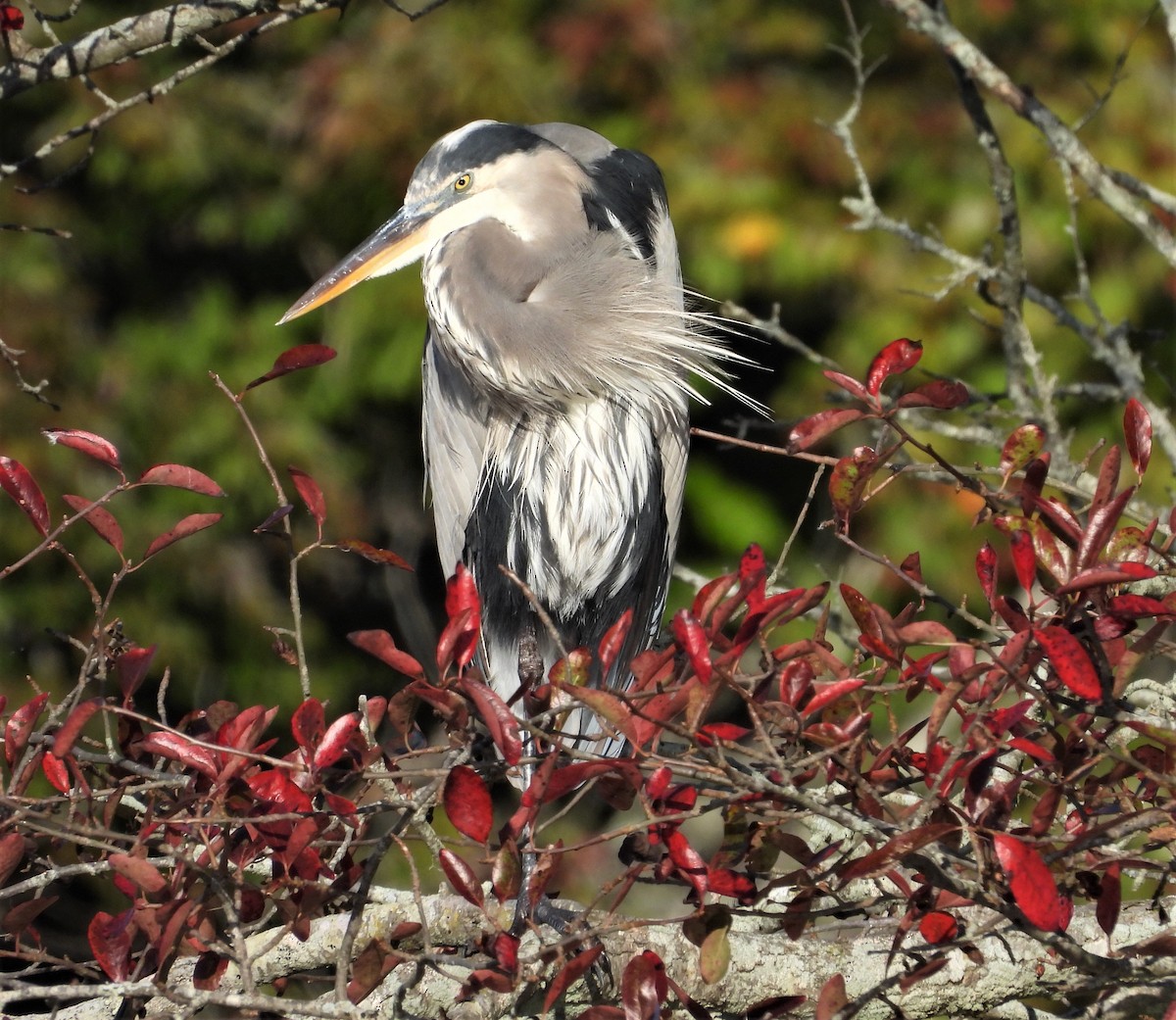 Great Blue Heron - ML642643787
