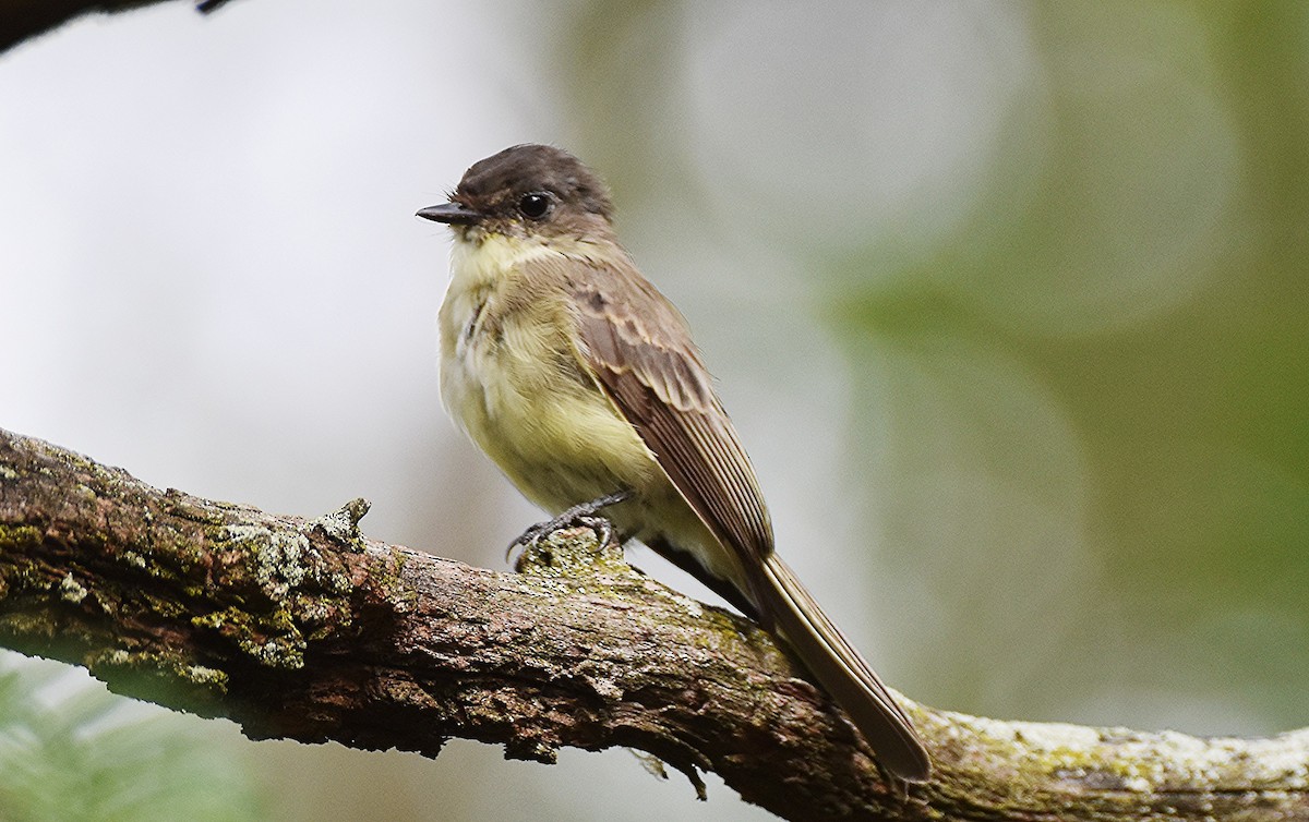 Eastern Phoebe - ML642643791