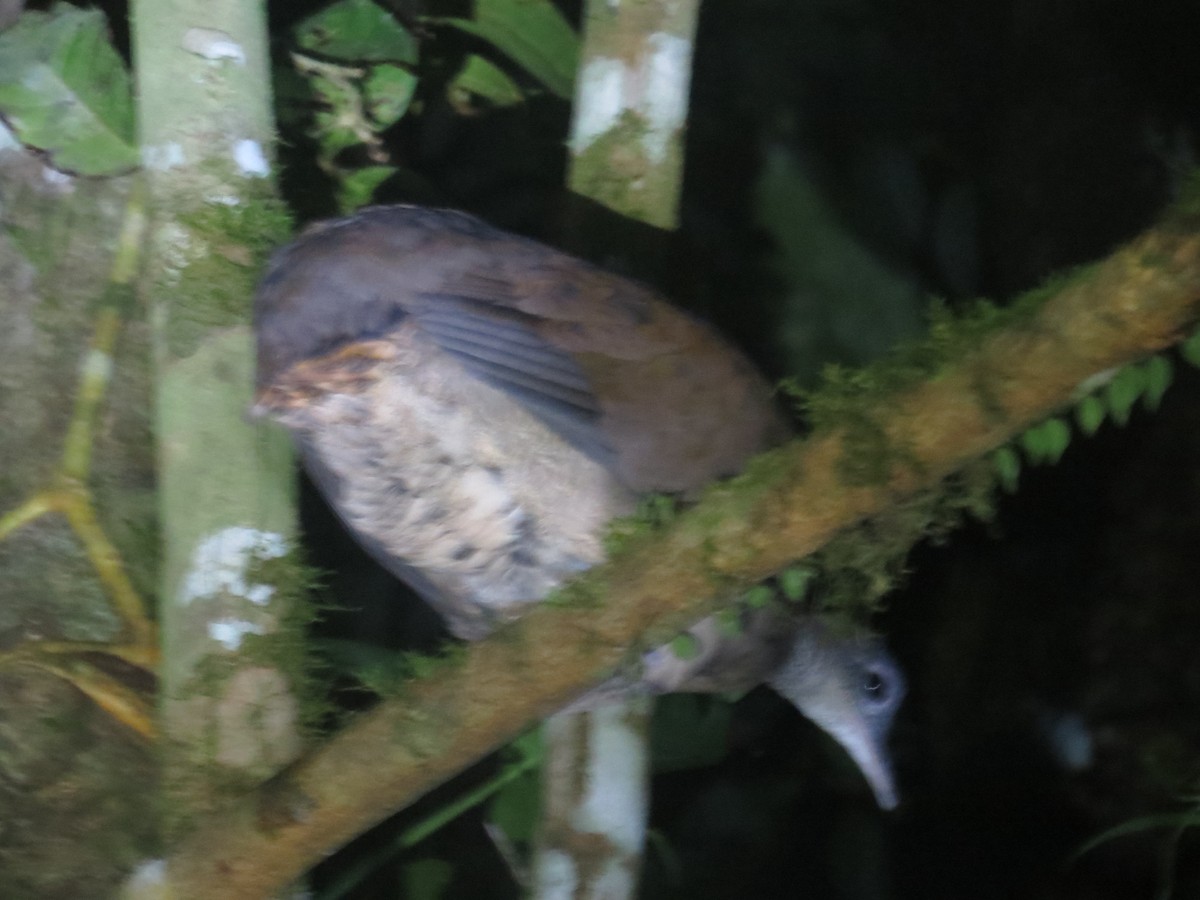 Great Tinamou - ML642643793