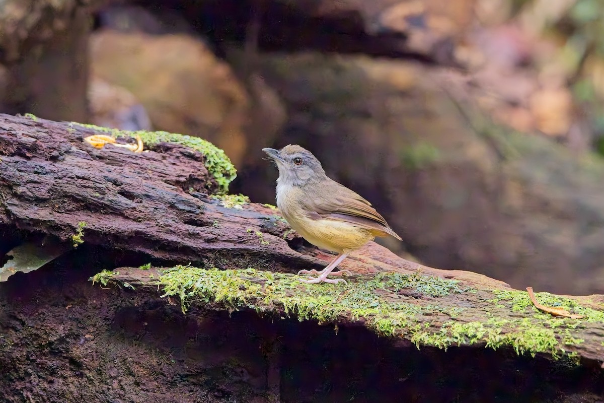 Horsfield's Babbler - ML642643797