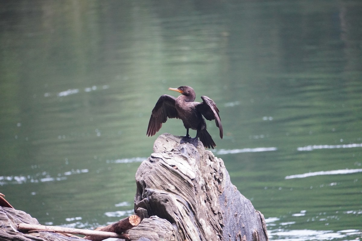 Neotropic Cormorant - ML642643799