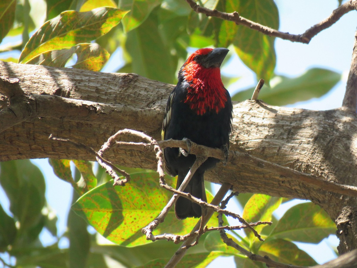 Черноклювая либия - ML642643804