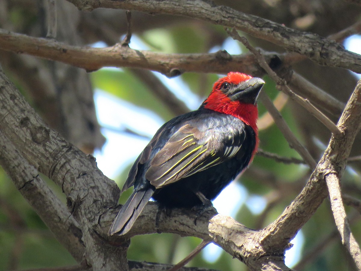 Черноклювая либия - ML642643806