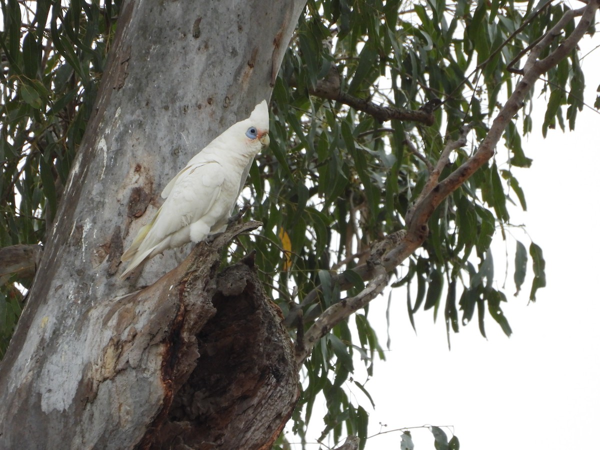 Little Corella - ML642643817