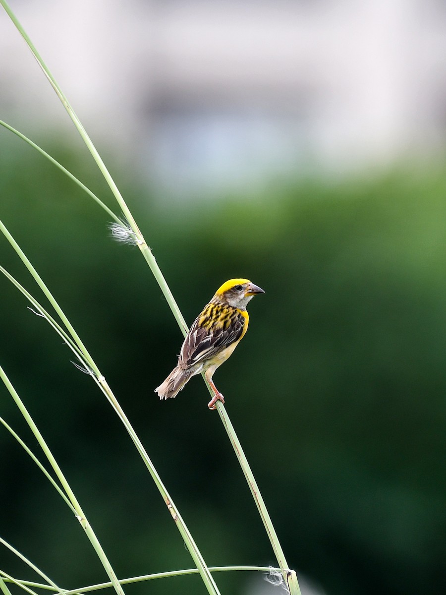 Baya Weaver - ML642643818