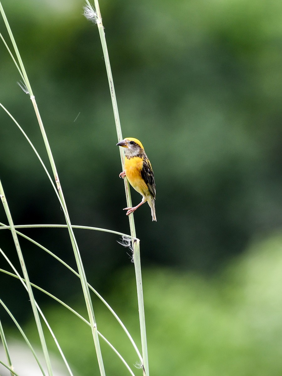 Baya Weaver - ML642643819