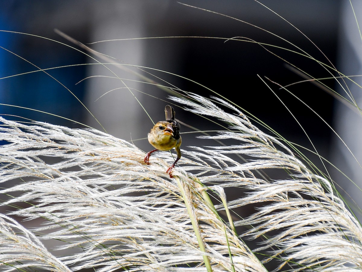 Baya Weaver - ML642643820