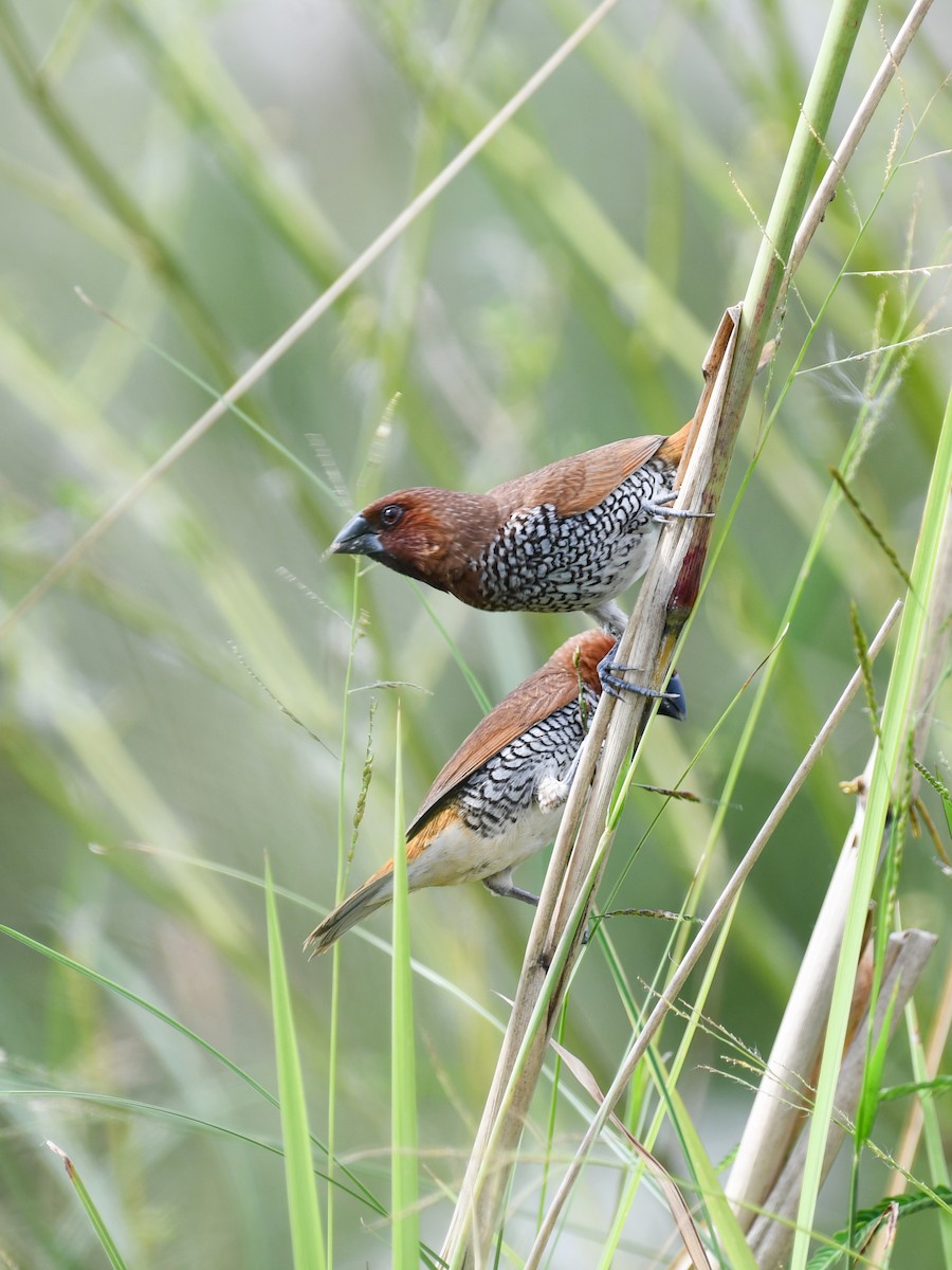 Scaly-breasted Munia - ML642643823