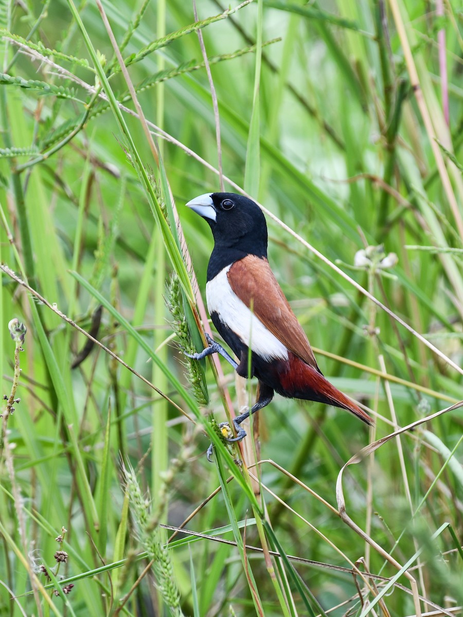 Tricolored Munia - ML642643824
