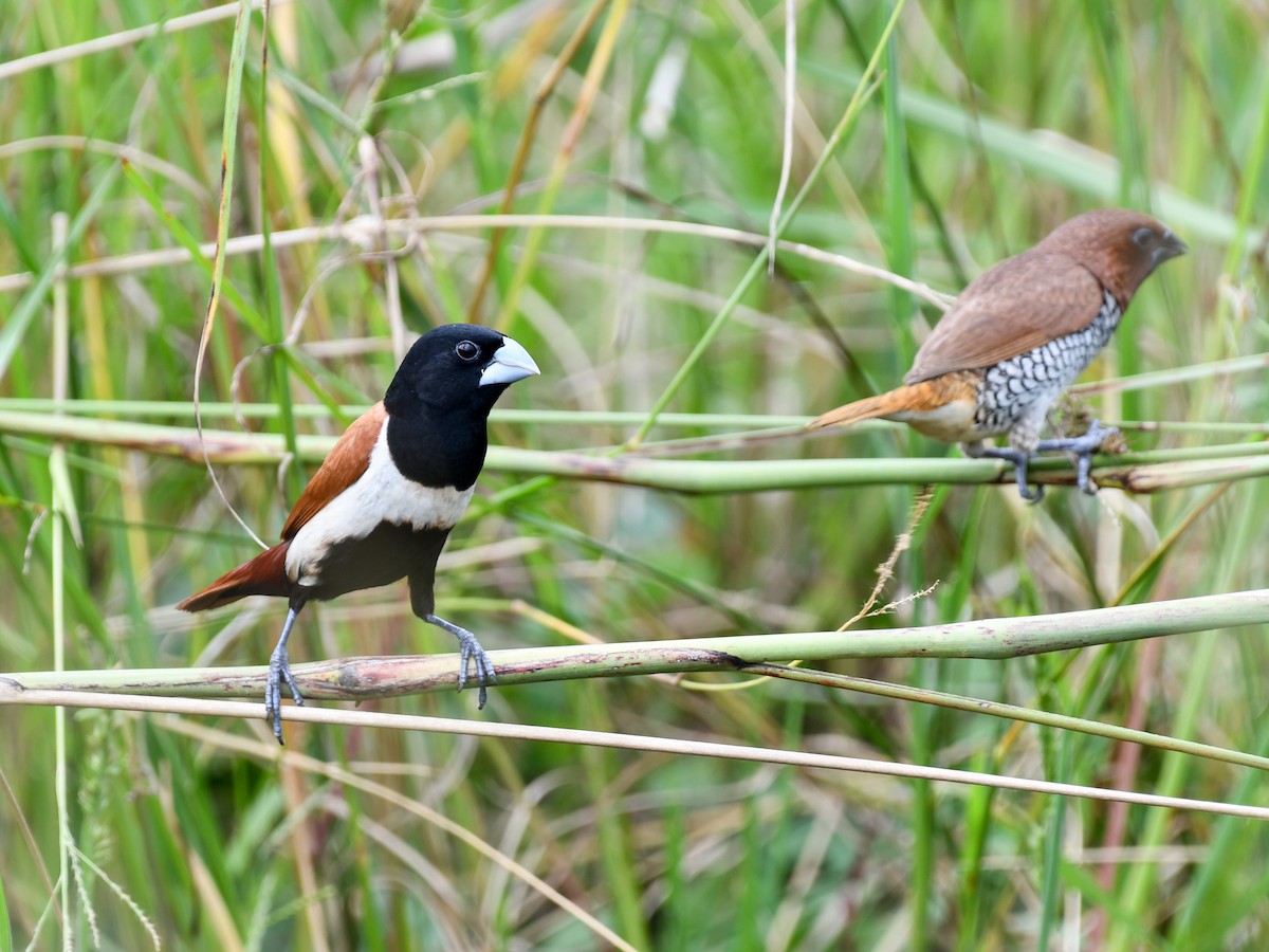 Tricolored Munia - ML642643825