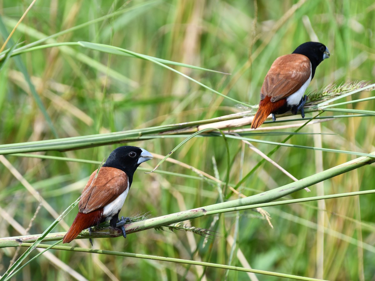 Tricolored Munia - ML642643826