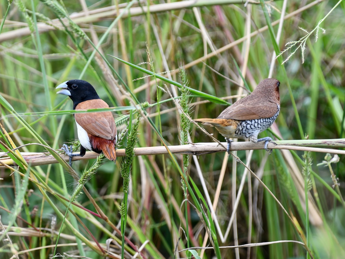 Tricolored Munia - ML642643827