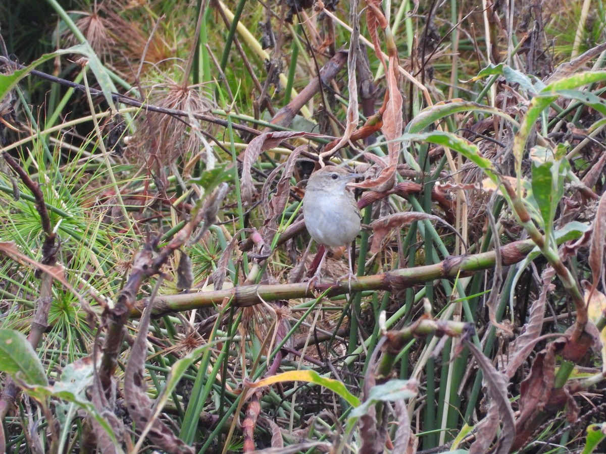 Tawny Grassbird - ML642643829